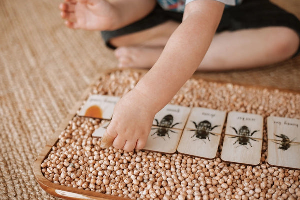 Honey Bee Life Cycle (18 pc)