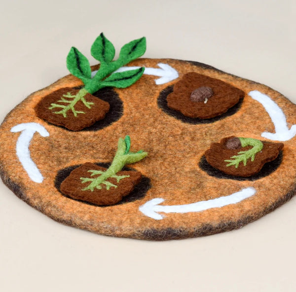 Felt Lifecycle of Bean Plant