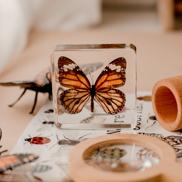 Butterfly Specimen