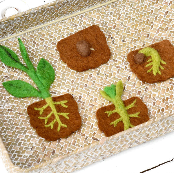 Felt Lifecycle of Bean Plant