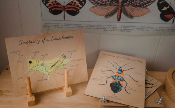Anatomy of a Grasshopper Board