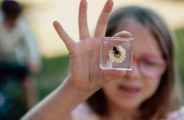 Bee and Flower Specimen