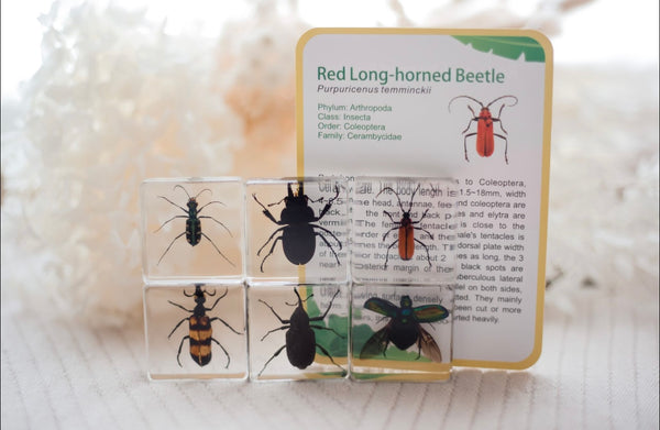 Brilliant Bug Set