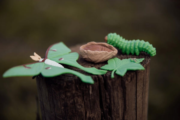 Life cycle of a Luna moth