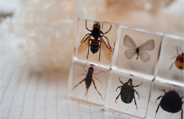 Investigative Insects