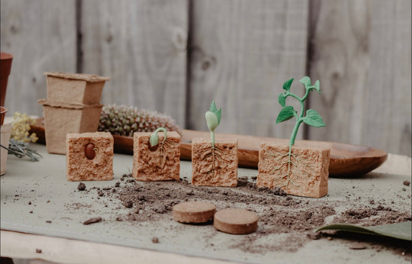Lifecycle of a green bean plant