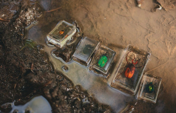 Chafer Beetles Set