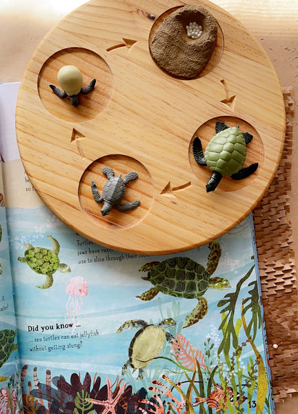 Lifecycle of a green sea turtle- Safari Ltd