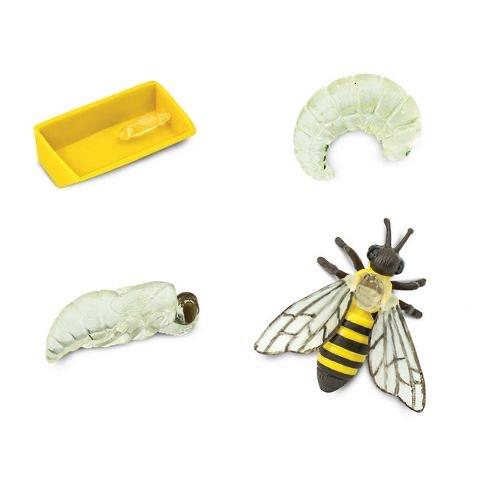 Life Cycle Of A Honey Bee- Safari Ltd