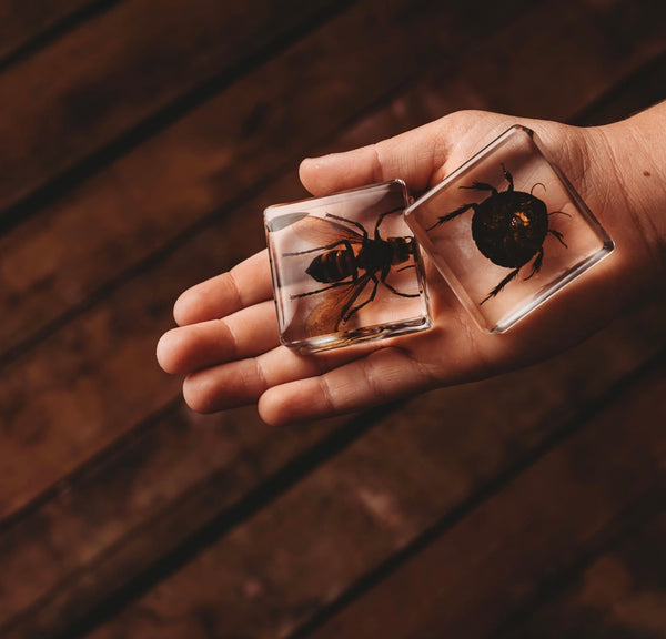 Investigative Insects