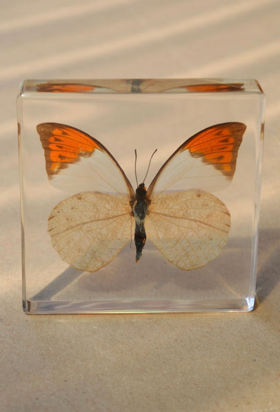 Orange-tipped Butterfly
