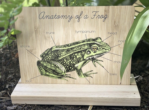 Frog Anatomy Board