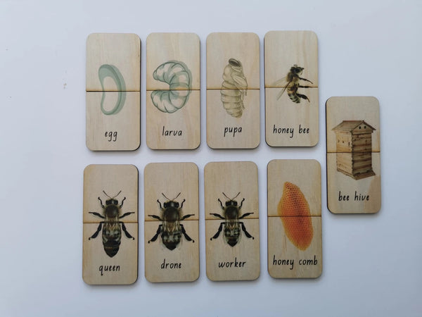 Honey Bee Life Cycle (18 pc)