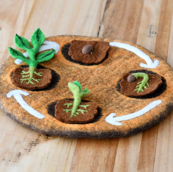 Felt Lifecycle of Bean Plant