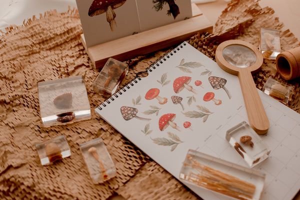 Mushroom specimen set