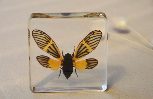 Yellow Winged Cicada