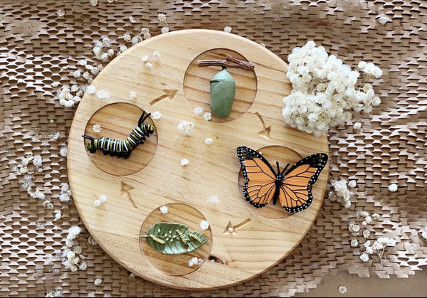 Wooden Life Cycle Tray