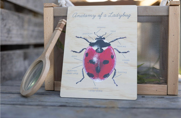 Anatomy of a Lady Bug Board