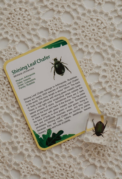Creepy Crawlers Specimen Set