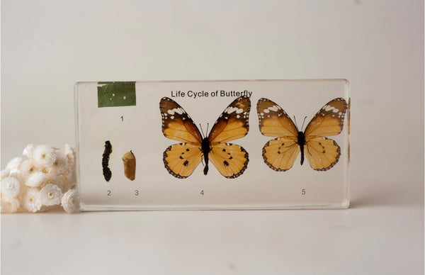 Butterfly Life Cycle Block Specimen