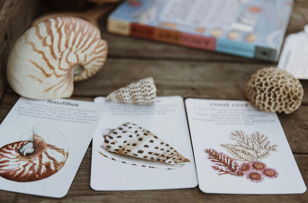 Ocean flash cards
