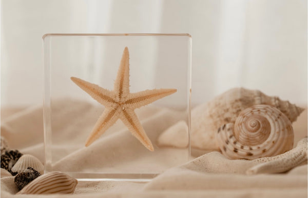 Starfish Specimen
