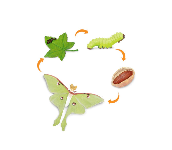 Life cycle of a Luna moth