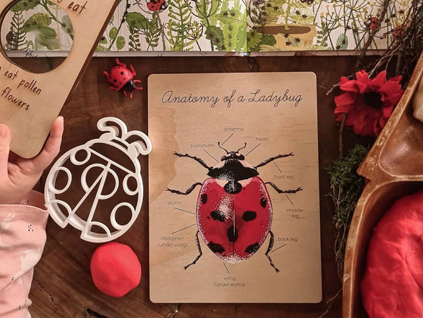 Anatomy of a Lady Bug Board