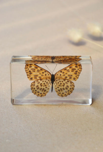 Spotted Leopard Butterfly
