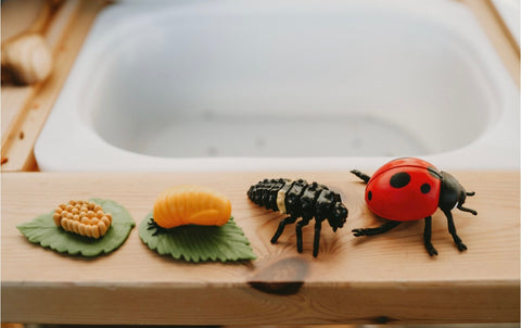 Lifecycle of a Ladybug- Safari Ltd