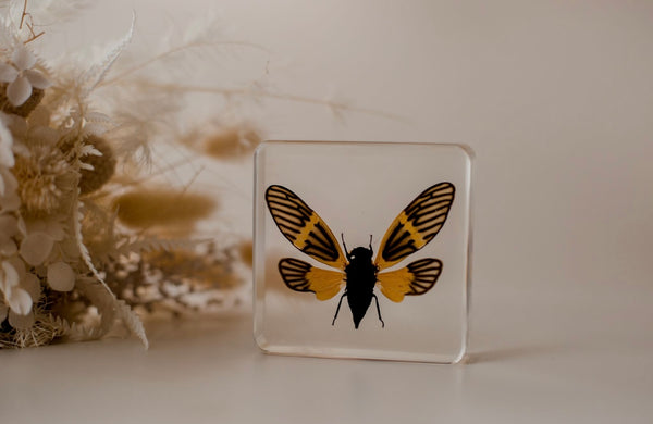 Yellow Winged Cicada