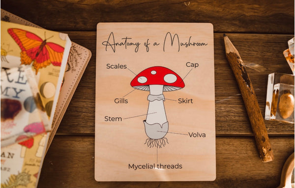 Anatomy of a mushroom board