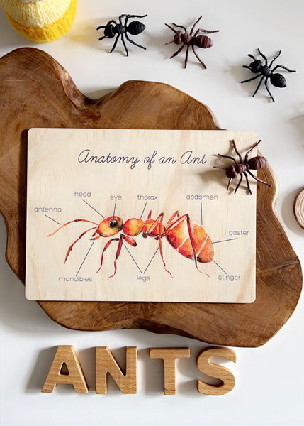 Anatomy of an Ant Board