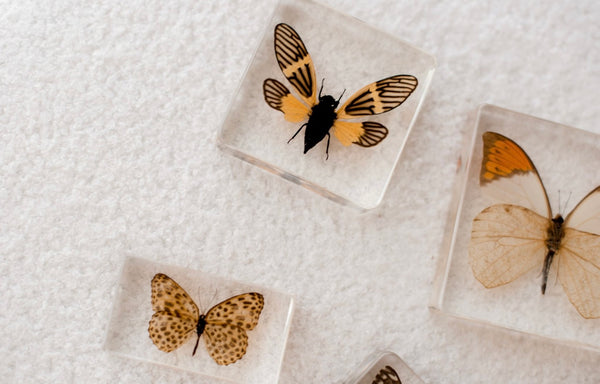 Spotted Leopard Butterfly