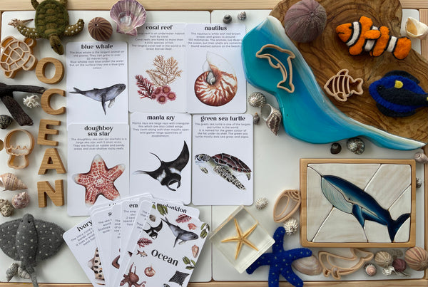 Ocean flash cards