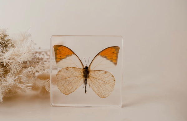 Orange-tipped Butterfly