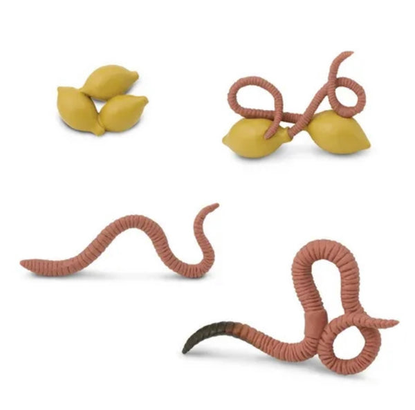 Life cycle of a worm