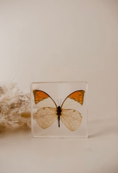 Orange-tipped Butterfly