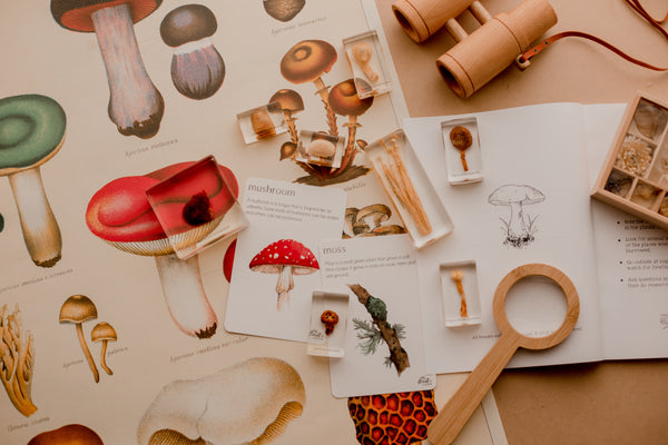 Mushroom specimen set