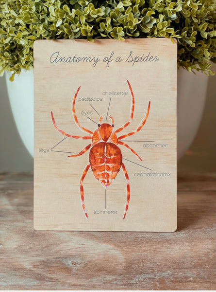 Anatomy of a Spider board