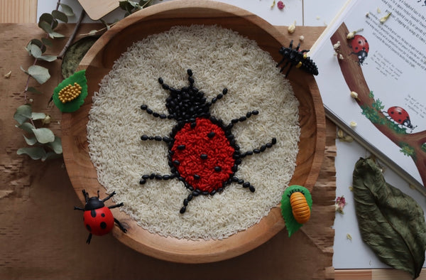Lifecycle of a Ladybug- Safari Ltd
