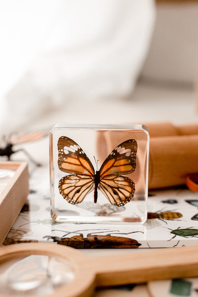 Butterfly Specimen