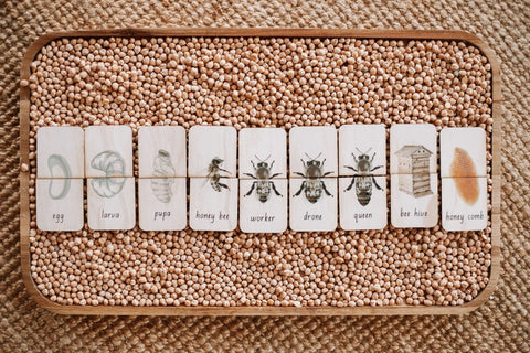 Honey Bee Life Cycle (18 pc)