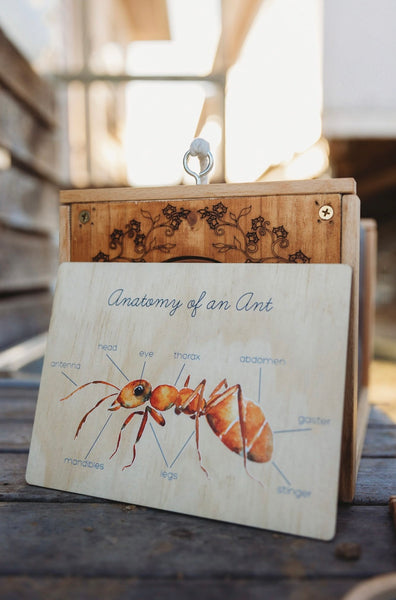 Anatomy of an Ant Board