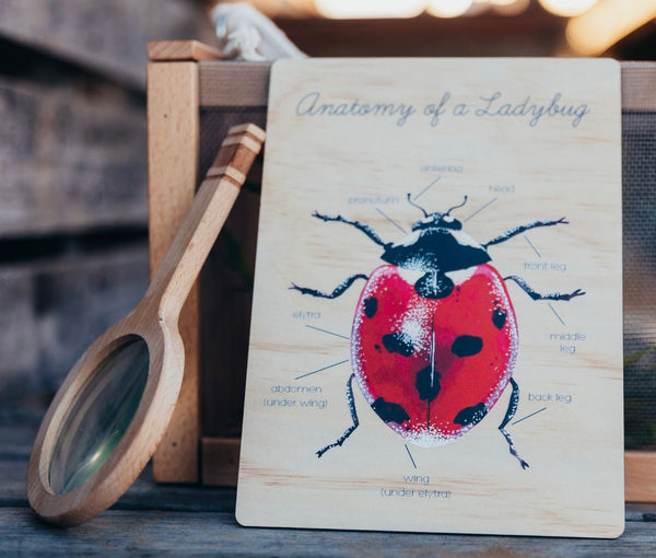Anatomy of a Lady Bug Board