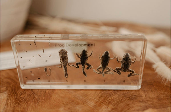 Frog Life Cycle Specimen
