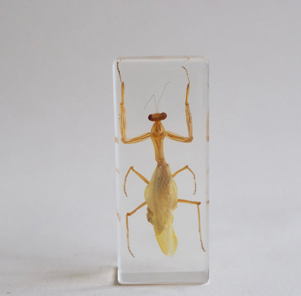 Praying Mantis