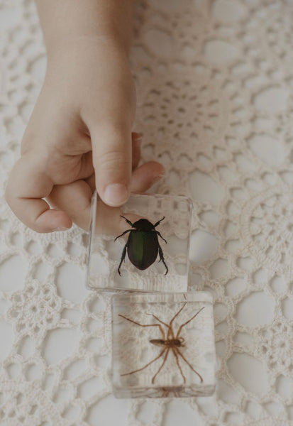 Creepy Crawlers Specimen Set