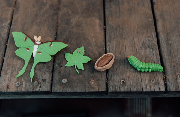 Life cycle of a Luna moth
