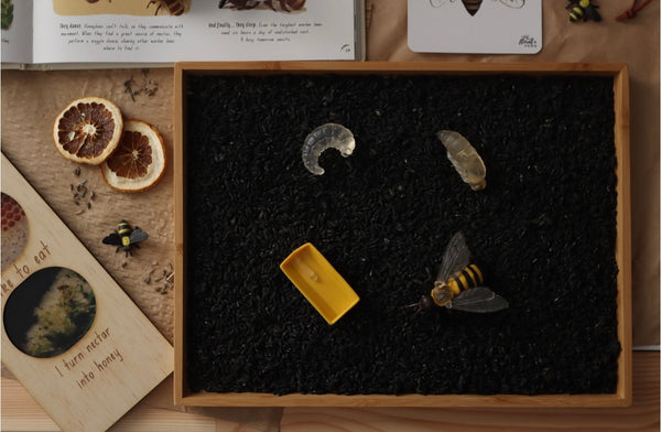 Life Cycle Of A Honey Bee- Safari Ltd
